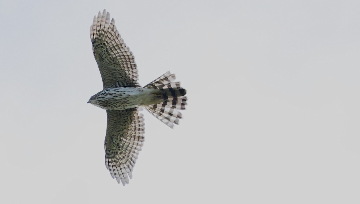 Cooper's Hawk - ML643735227