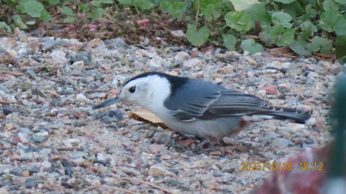 White-breasted Nuthatch - ML643735229