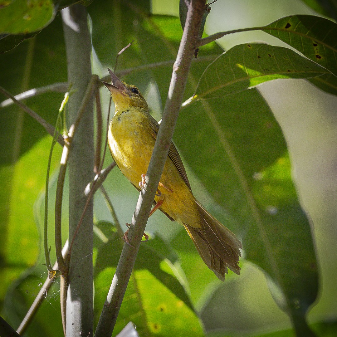 Flavescent Warbler - ML643735233