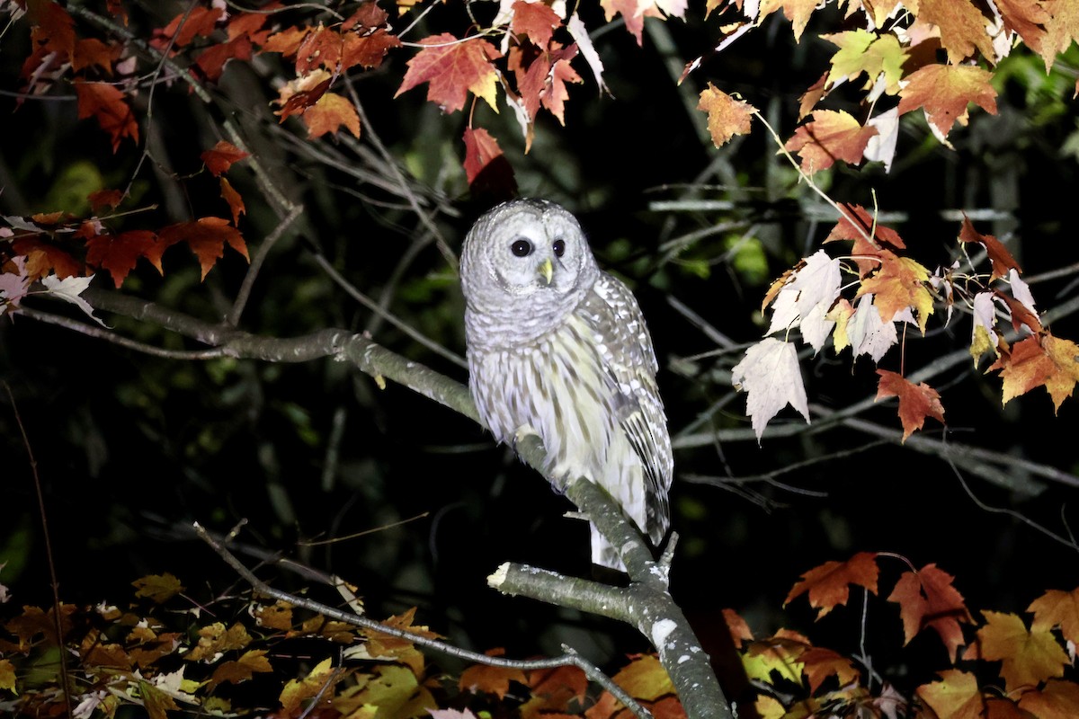 アメリカフクロウ - ML643735234