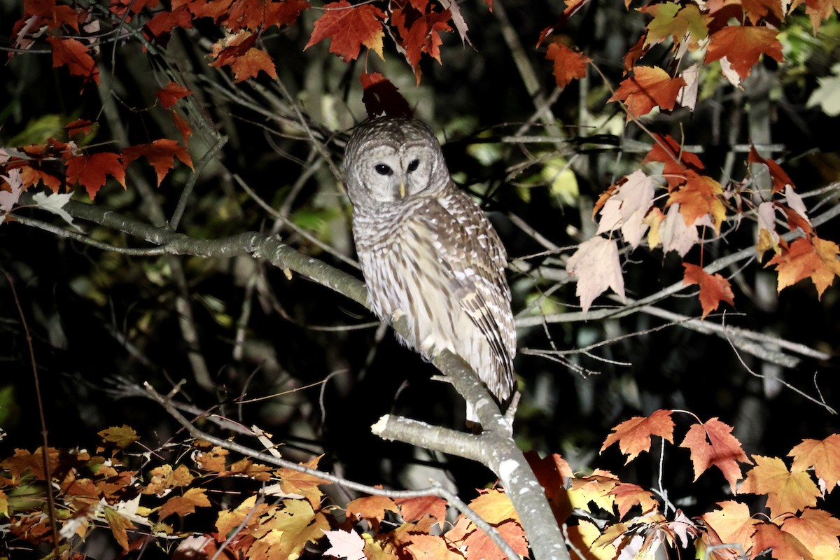 アメリカフクロウ - ML643735235