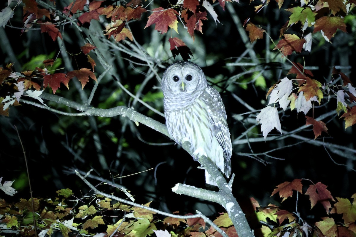 アメリカフクロウ - ML643735236