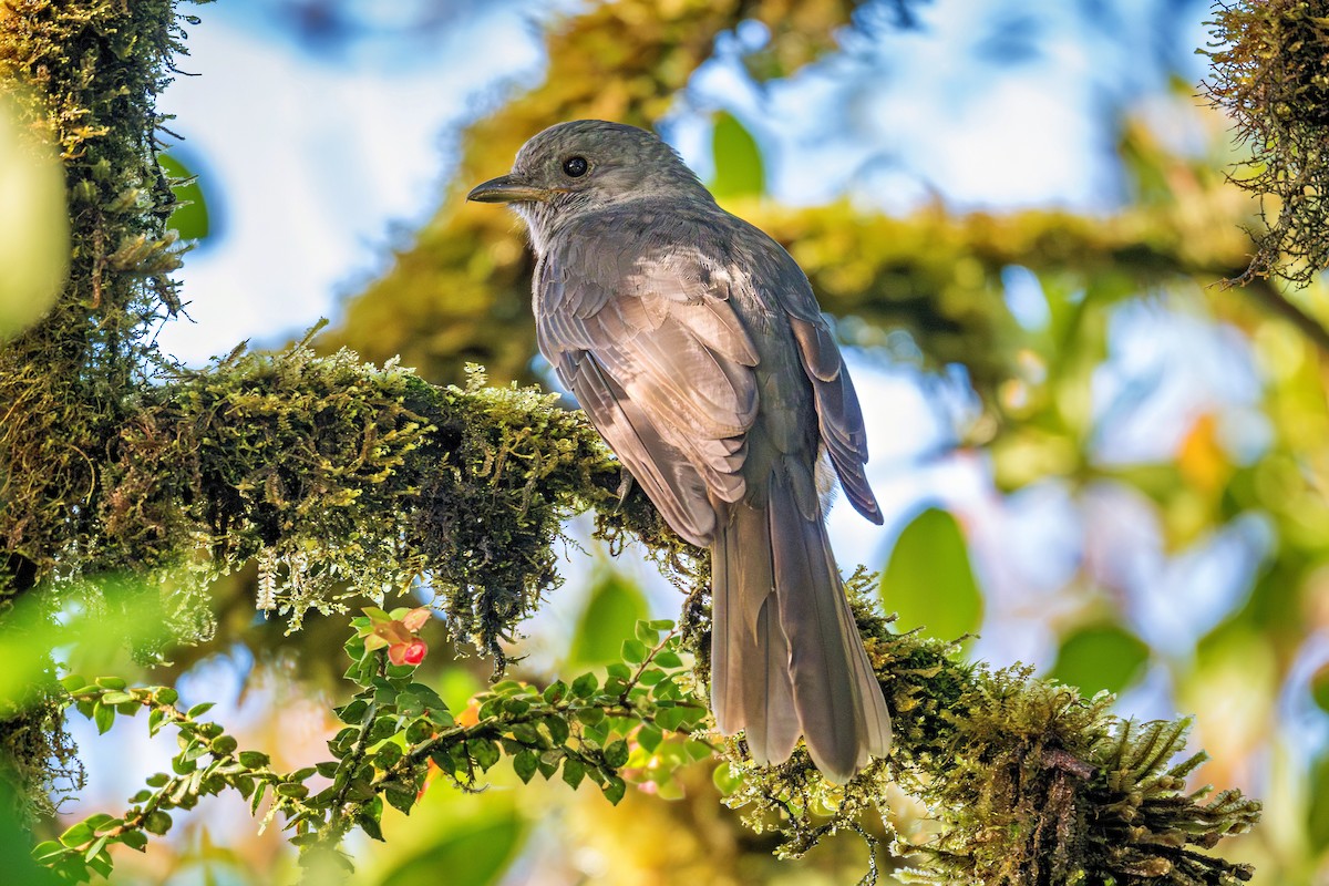 オオムジカザリドリ - ML643735241