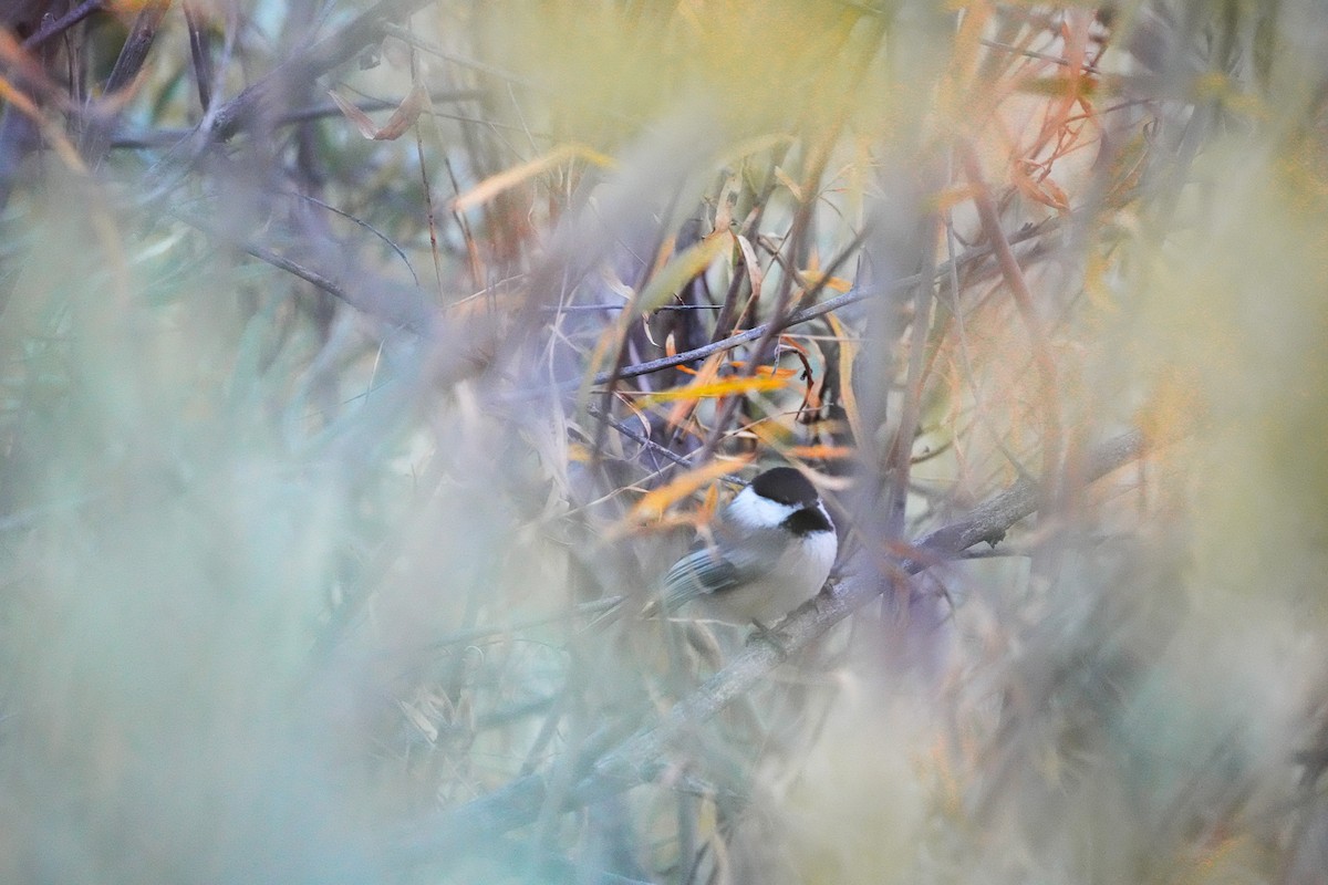 Black-capped Chickadee - ML643735244