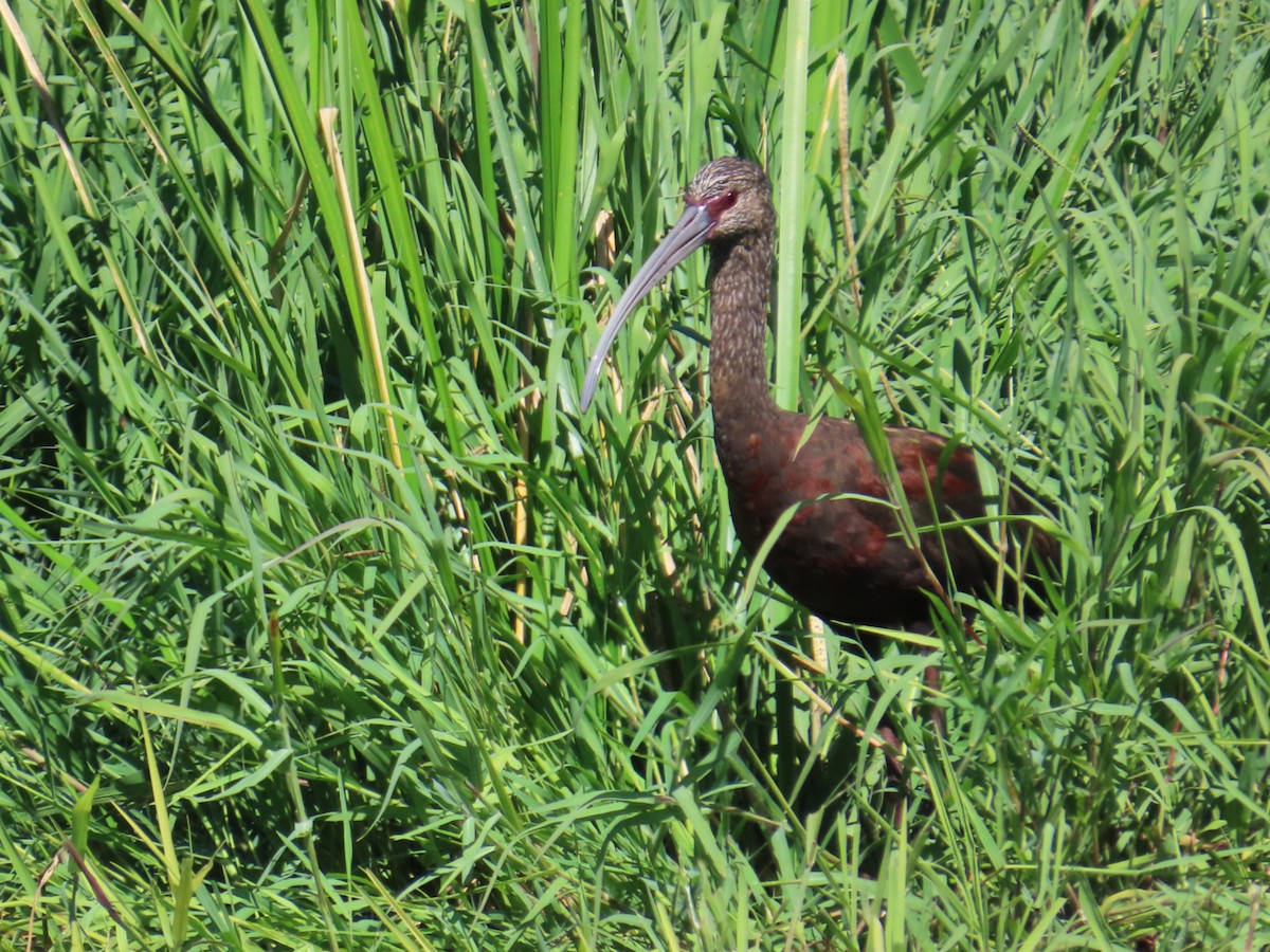 White-faced Ibis - ML643735276