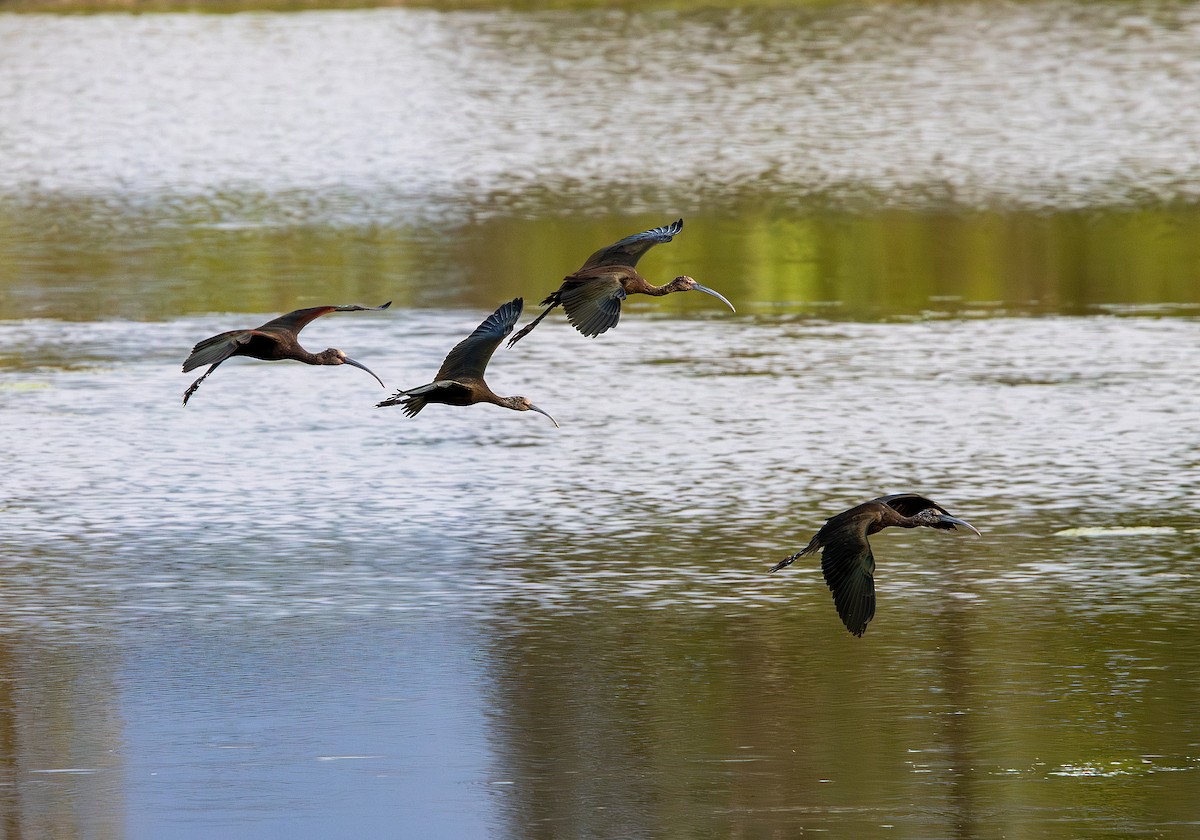 White-faced Ibis - ML643735284