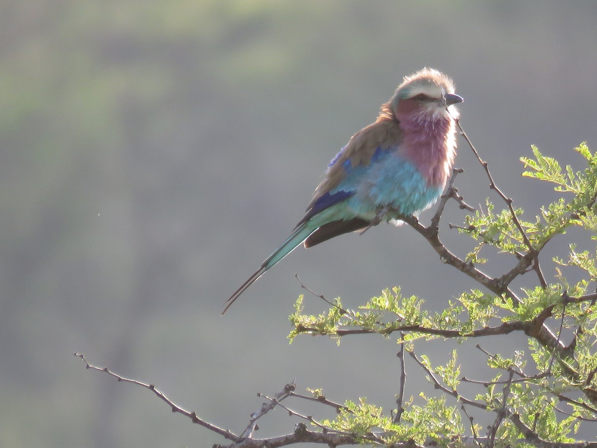 Lilac-breasted Roller - ML643735297