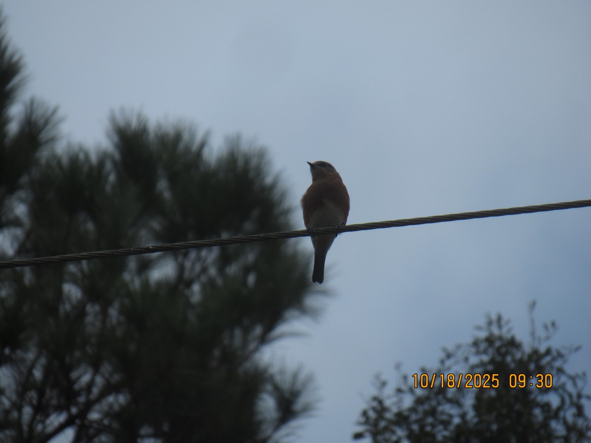 Eastern Bluebird - ML643735304
