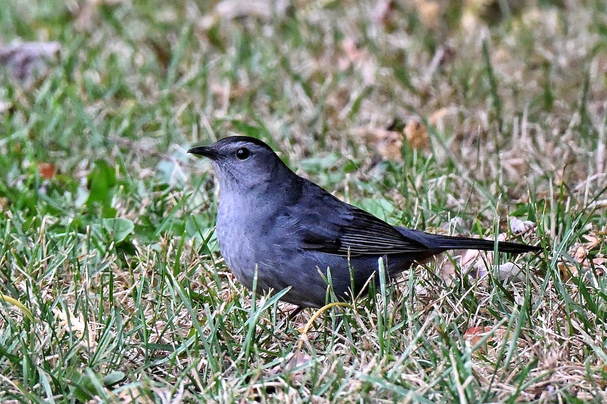 Miaulari grisa - ML643735308