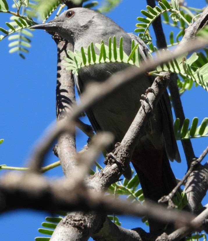 Gray Catbird - ML643735310