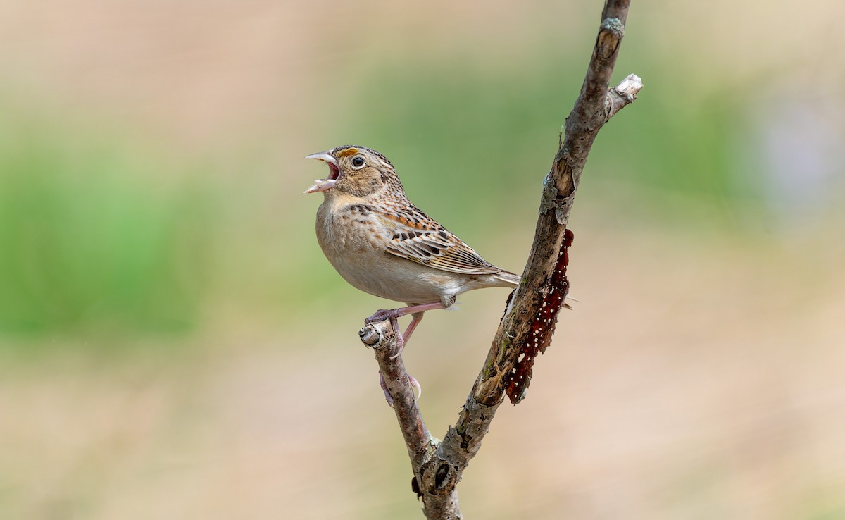 Grasshopper Sparrow - ML643735329