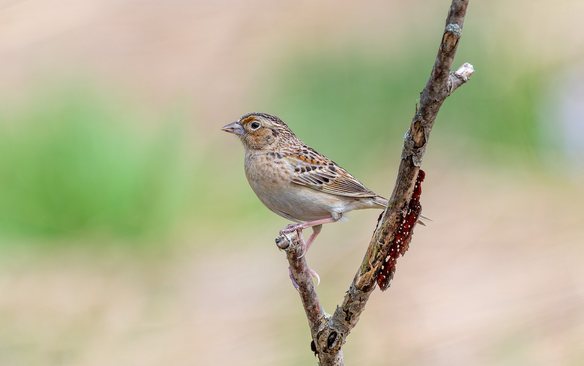 Grasshopper Sparrow - ML643735330