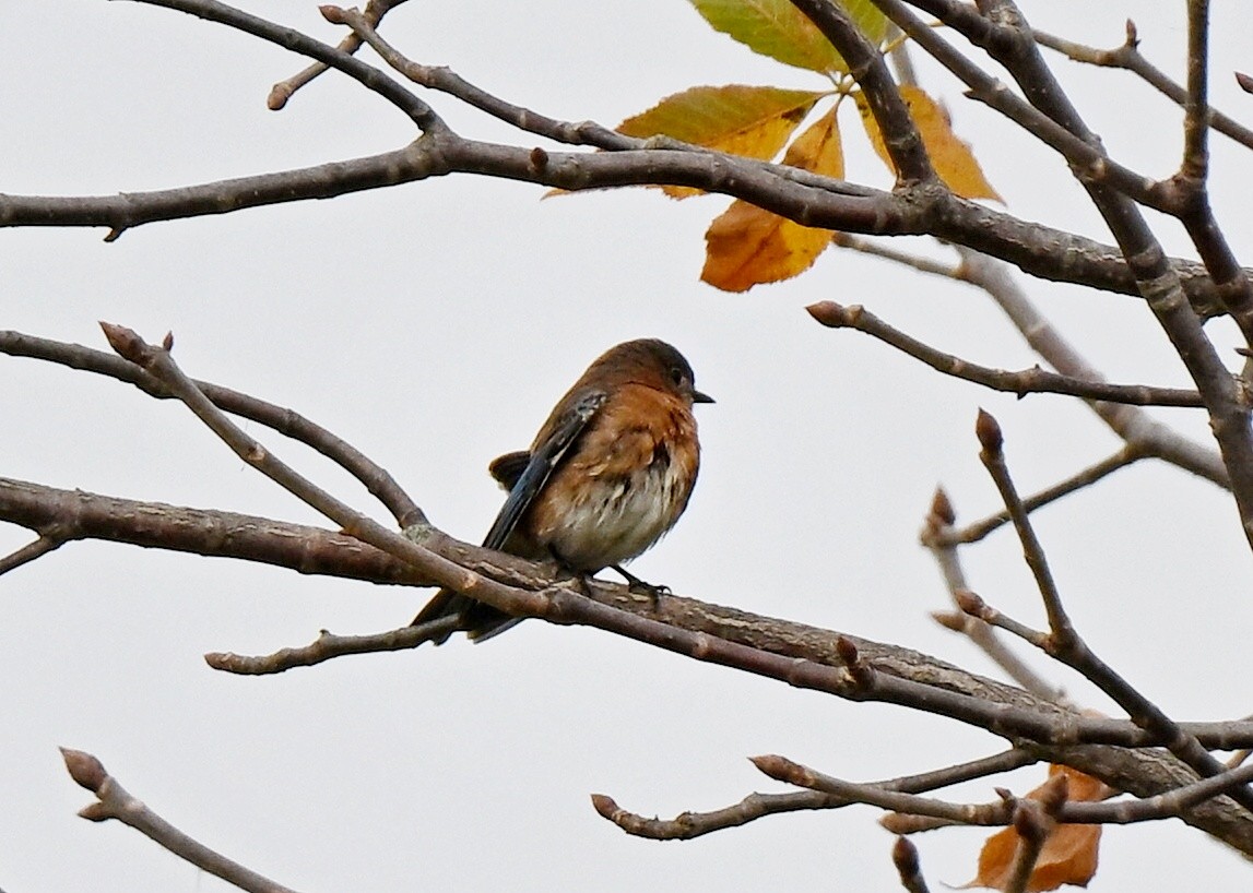 Eastern Bluebird - ML643735354