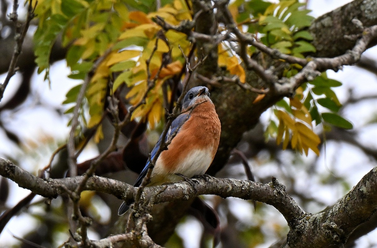Eastern Bluebird - ML643735367