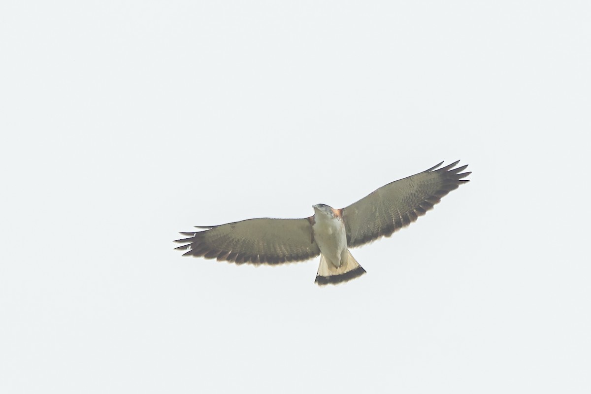 Variable Hawk - ML643735404