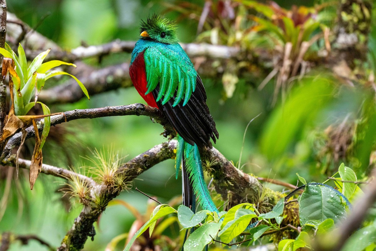 Resplendent Quetzal - ML643735412