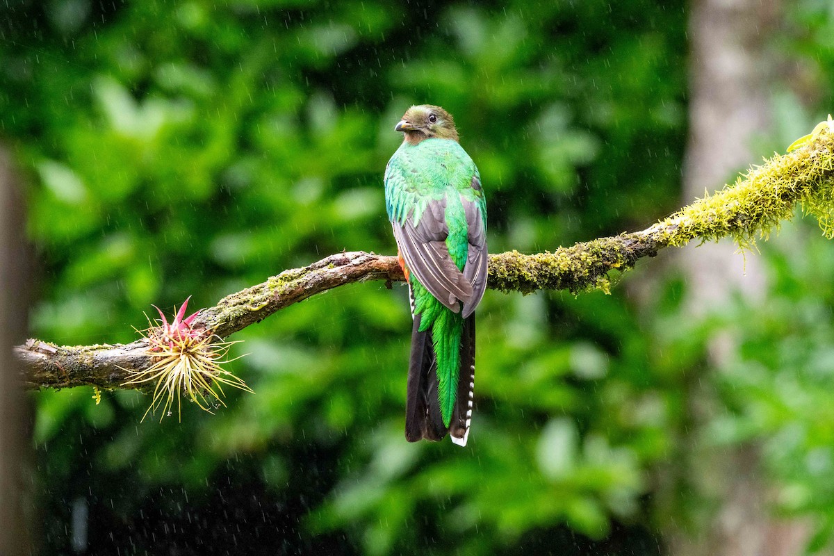 Resplendent Quetzal - ML643735413