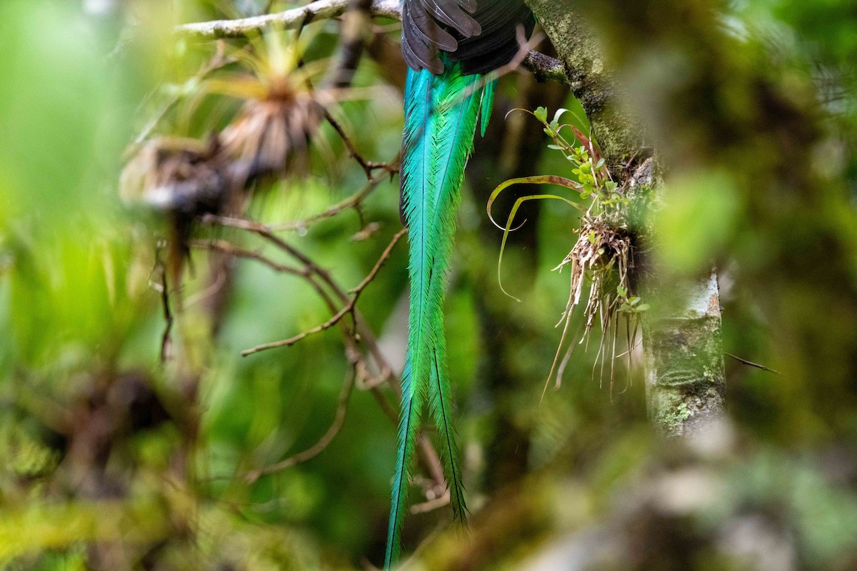 Resplendent Quetzal - ML643735414