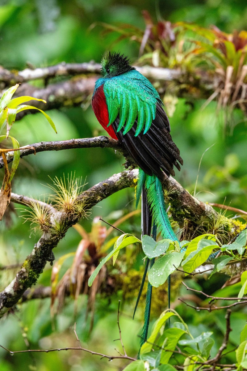 Resplendent Quetzal - ML643735415