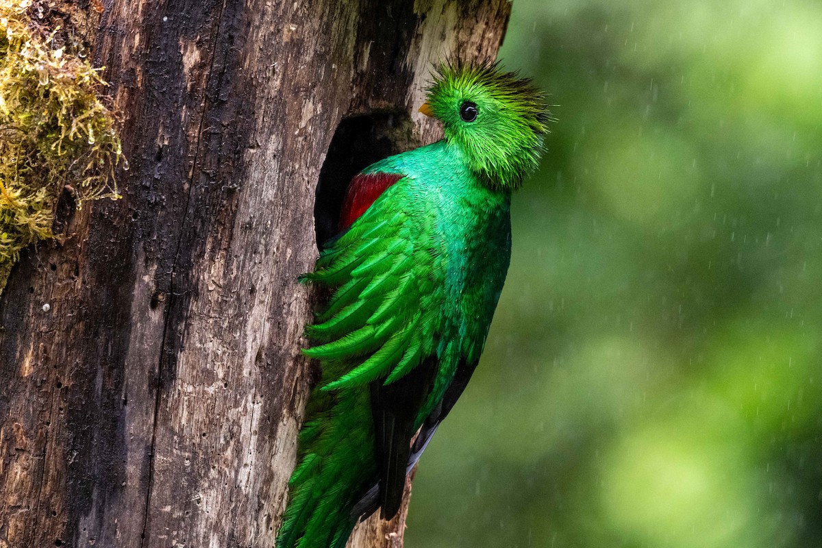 Resplendent Quetzal - ML643735416