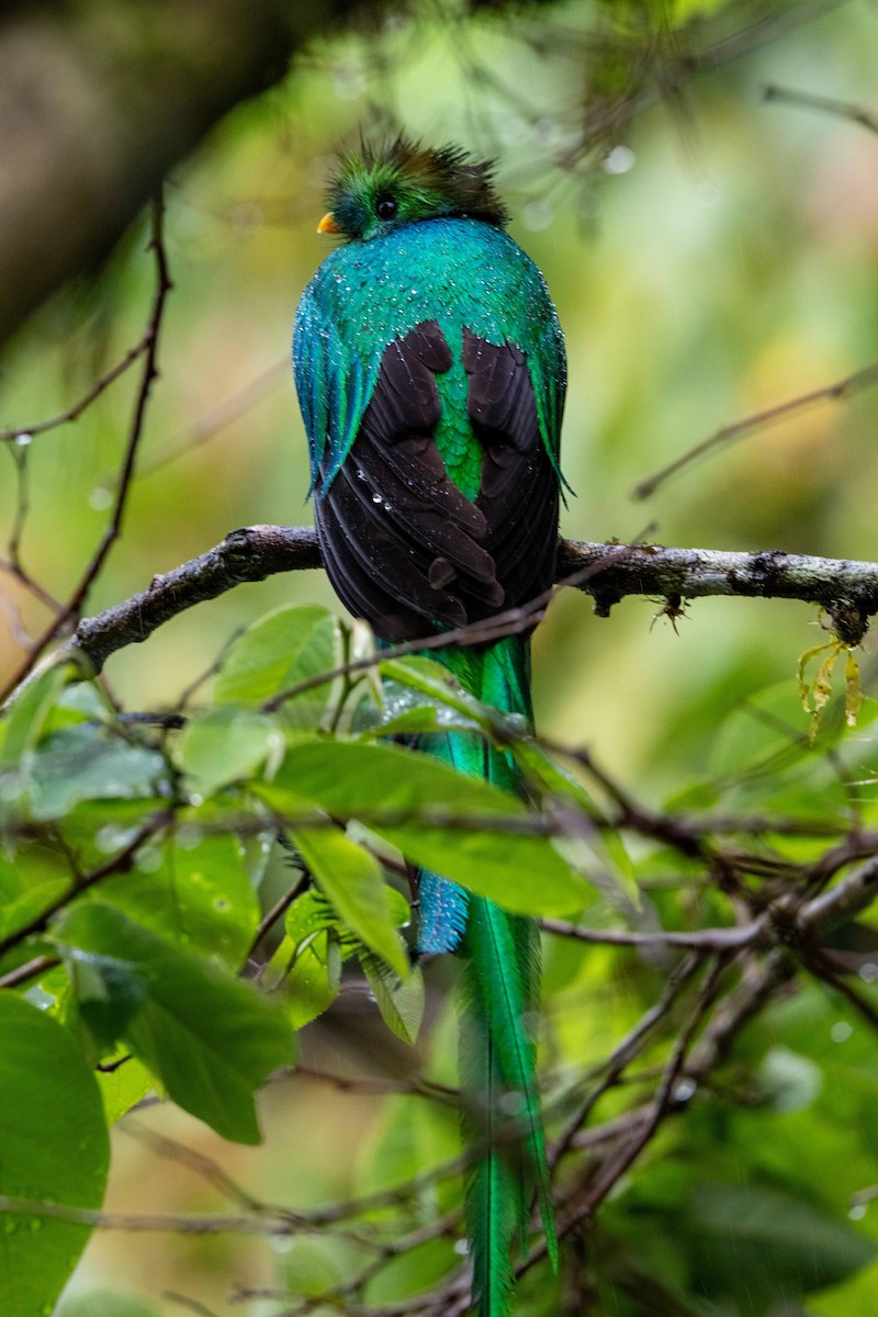 Resplendent Quetzal - ML643735417