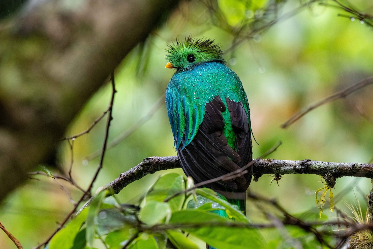 Resplendent Quetzal - ML643735418