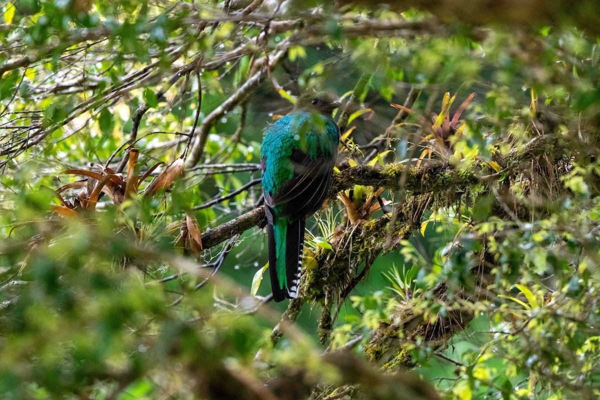 Resplendent Quetzal - ML643735419