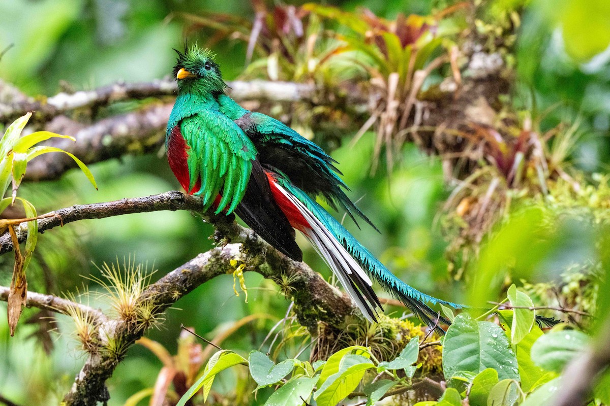 Resplendent Quetzal - ML643735421