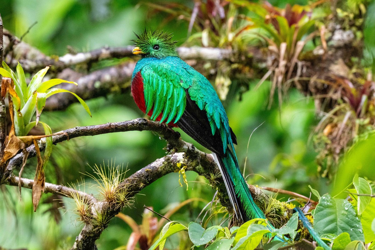 Resplendent Quetzal - ML643735422