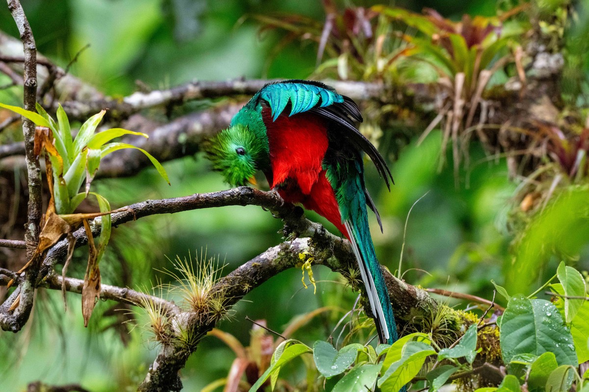 Resplendent Quetzal - ML643735423