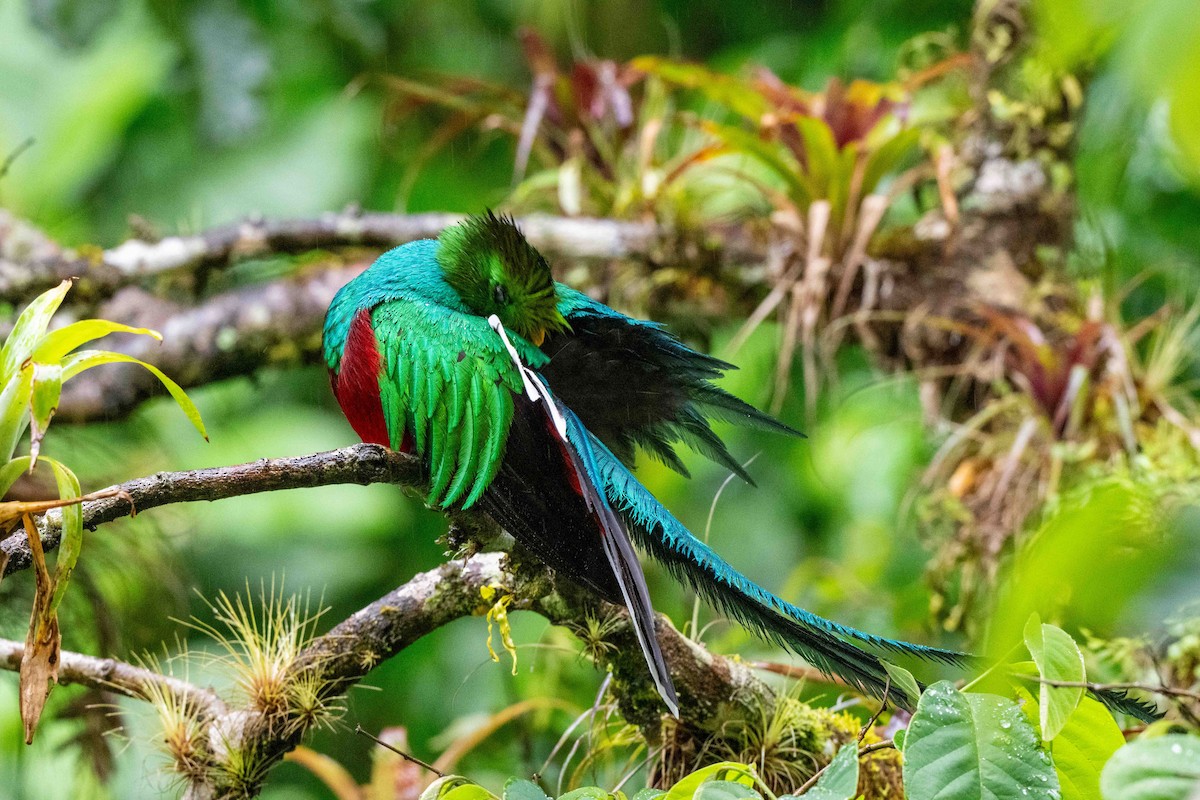 Resplendent Quetzal - ML643735424