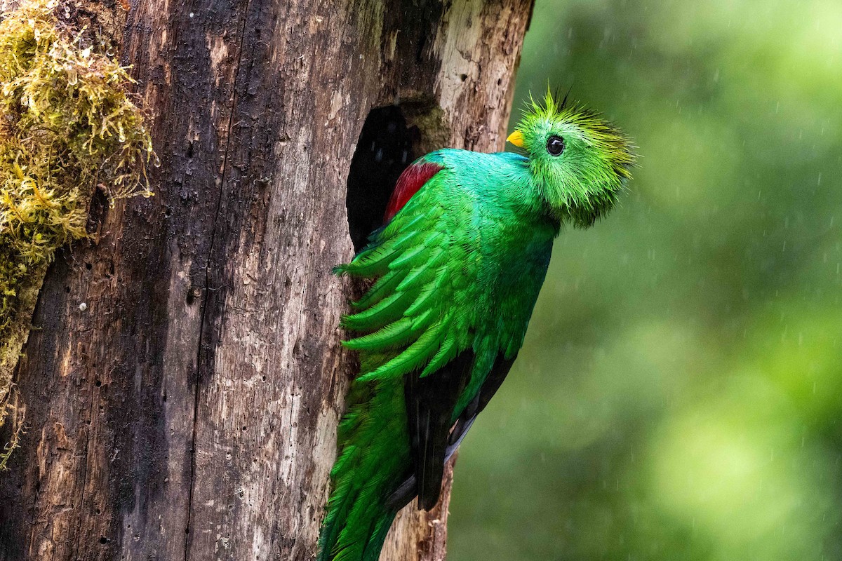 Resplendent Quetzal - ML643735425