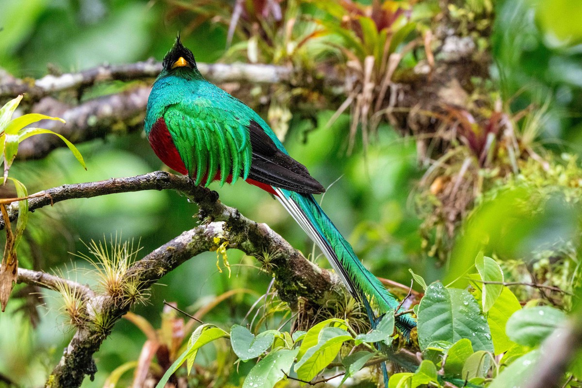 Resplendent Quetzal - ML643735426