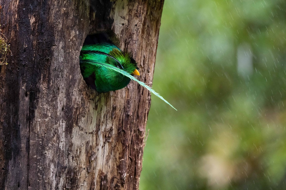 Resplendent Quetzal - ML643735427
