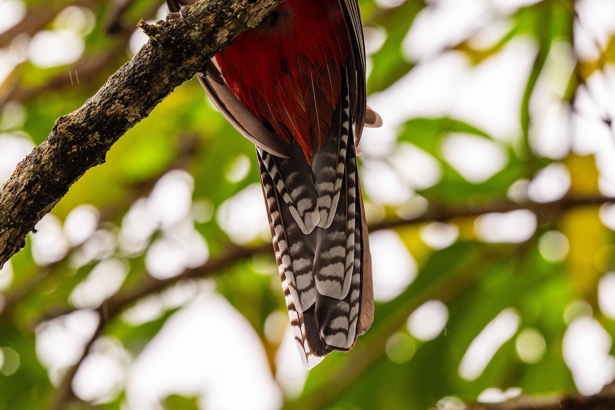 Resplendent Quetzal - ML643735428