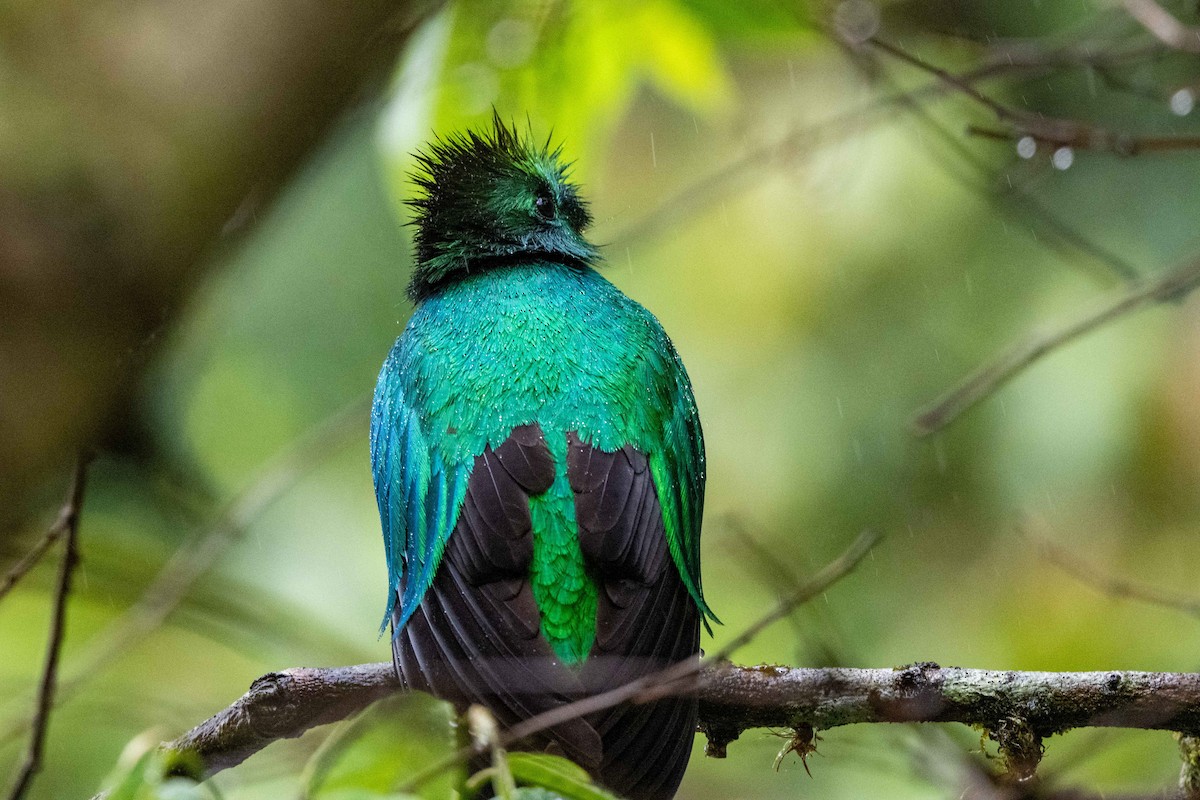 Resplendent Quetzal - ML643735429