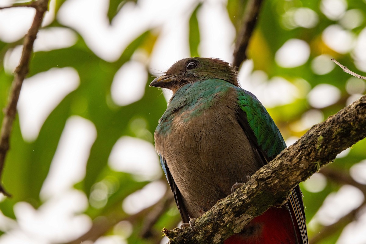 Resplendent Quetzal - ML643735430
