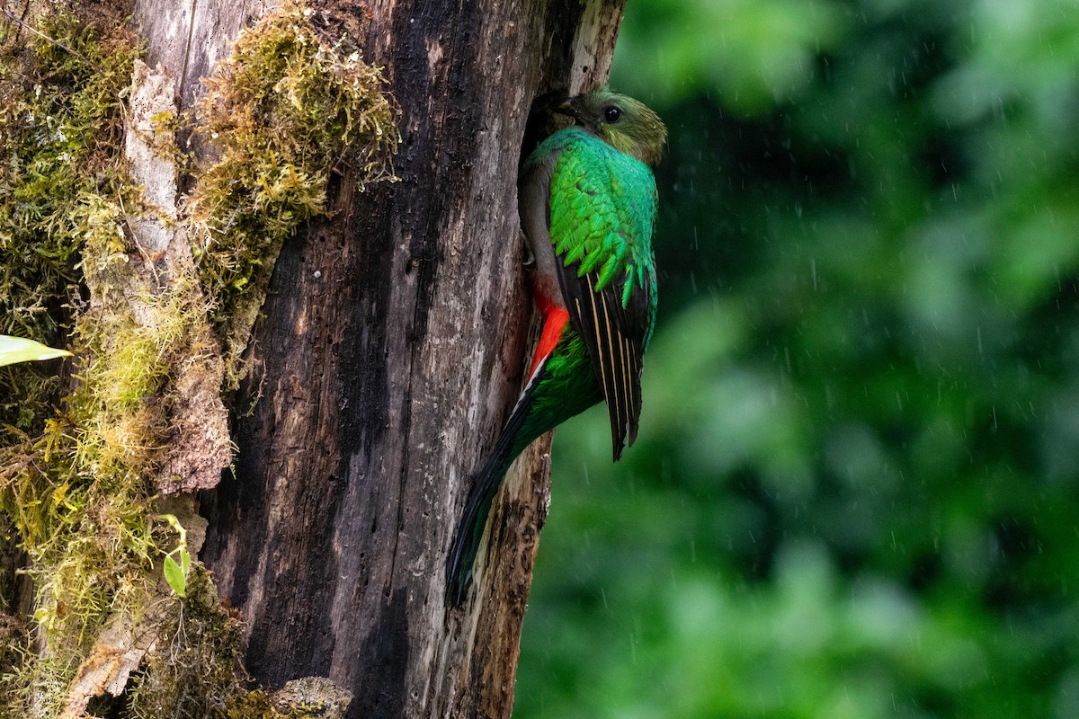 Resplendent Quetzal - ML643735431