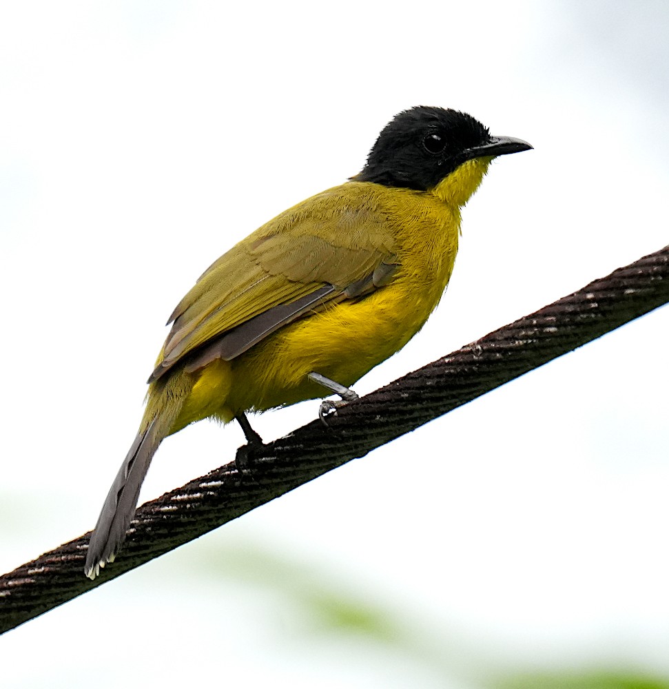 Black-capped Bulbul - ML643735455