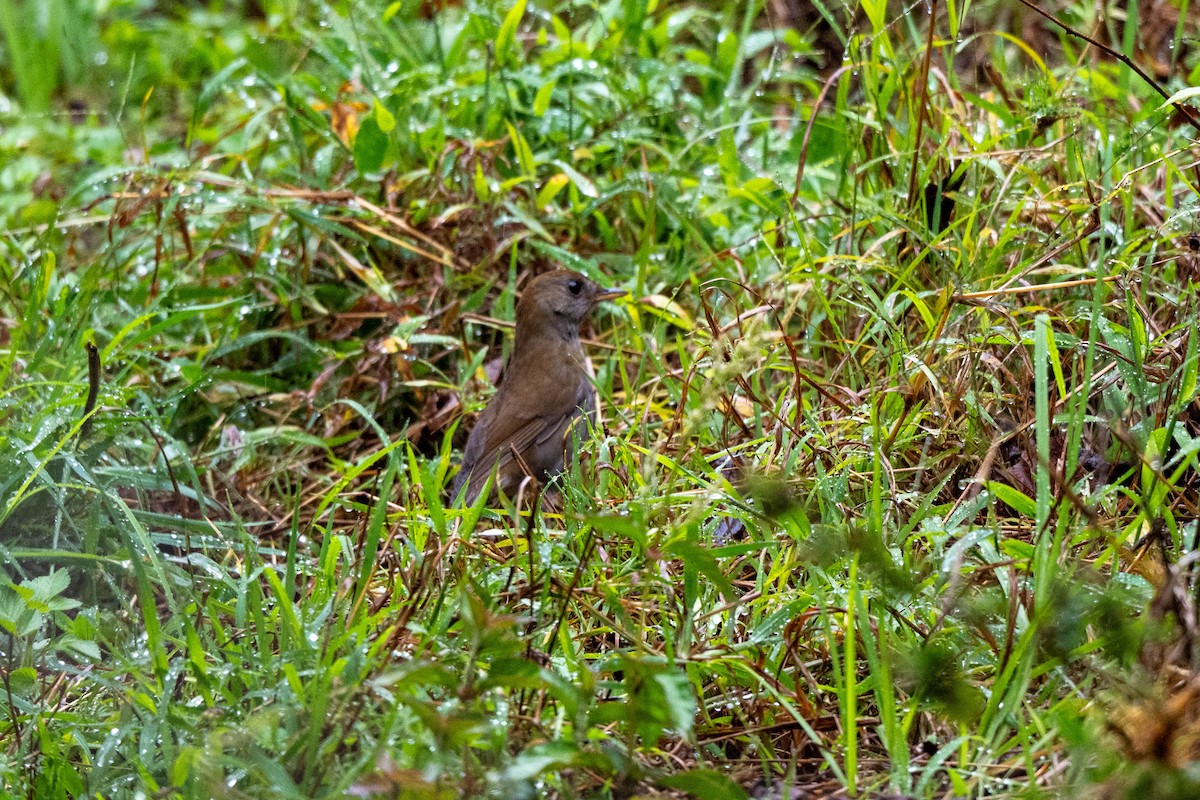 Ruddy-capped Nightingale-Thrush - ML643735461