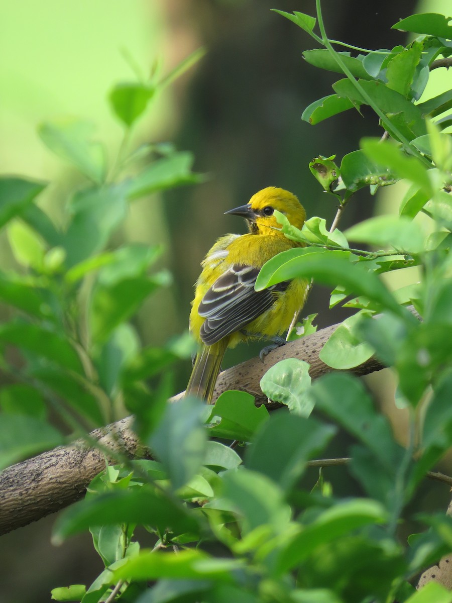 Yellow Oriole - ML643735463