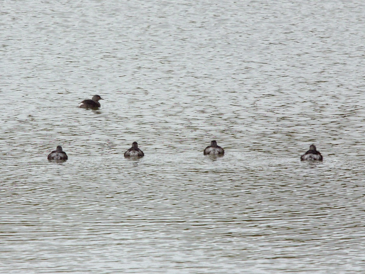 Least Grebe - ML643735479