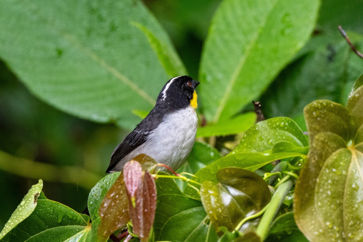 White-naped Brushfinch (Yellow-throated) - ML643735483