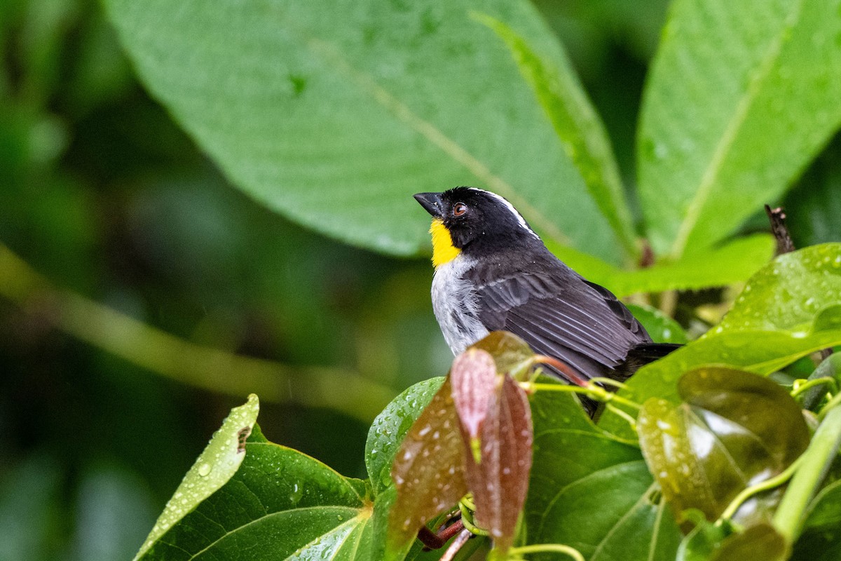 White-naped Brushfinch (Yellow-throated) - ML643735484