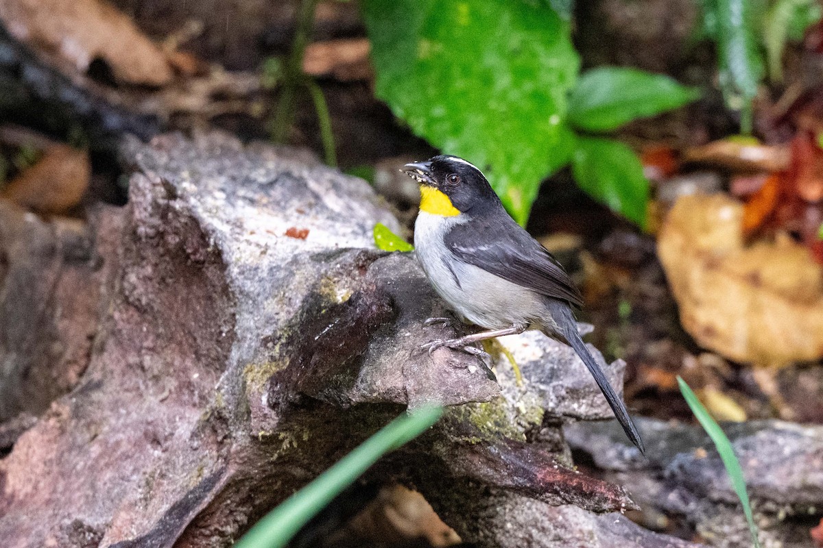 White-naped Brushfinch (Yellow-throated) - ML643735485