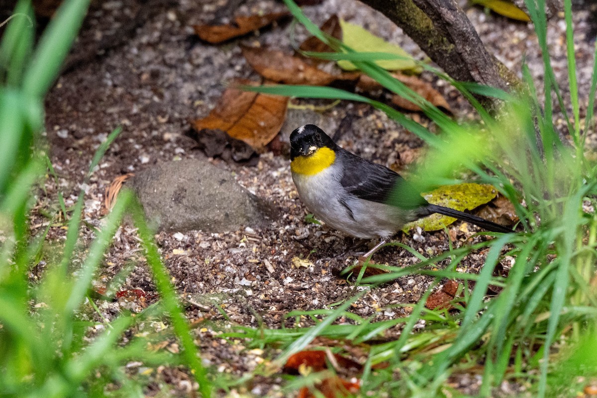 White-naped Brushfinch (Yellow-throated) - ML643735487