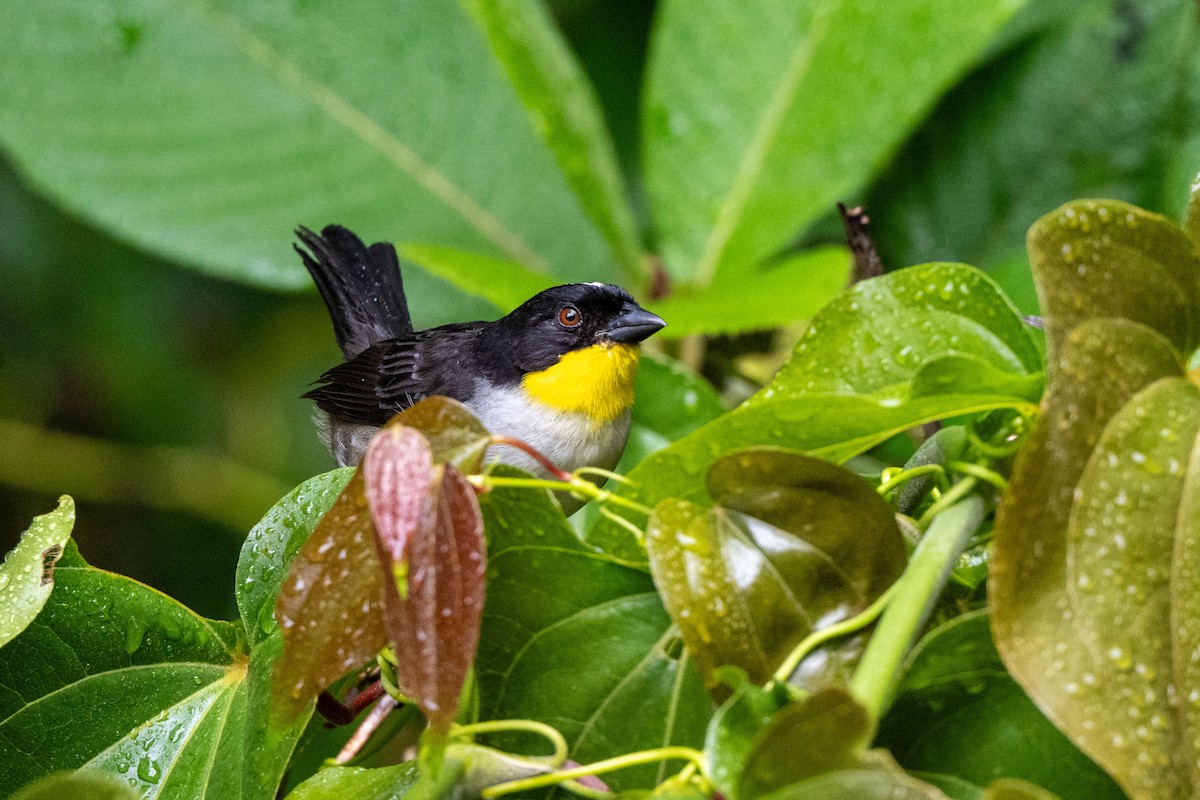 White-naped Brushfinch (Yellow-throated) - ML643735488