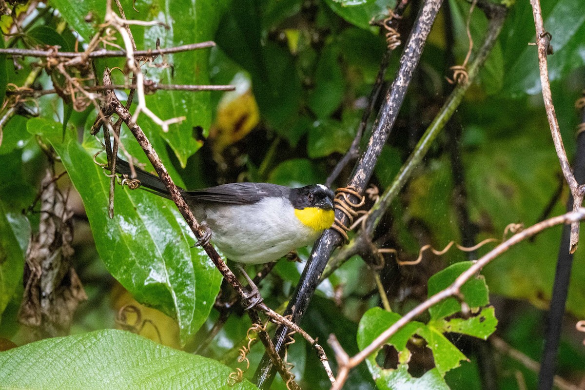 White-naped Brushfinch (Yellow-throated) - ML643735491