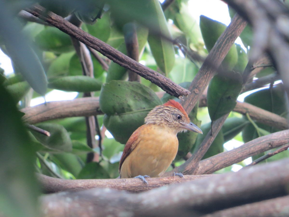 Barred Antshrike - ML643735494