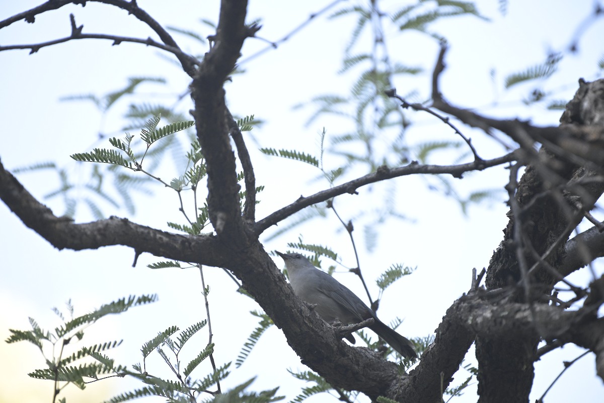Gray Catbird - ML643735500